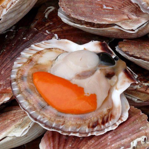 Phạm Huỳnh Gia Bảo