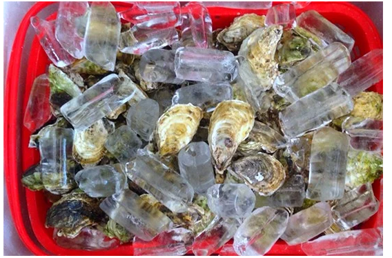 Phạm Huỳnh Gia Bảo