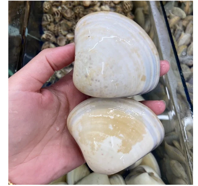 Phạm Huỳnh Gia Bảo