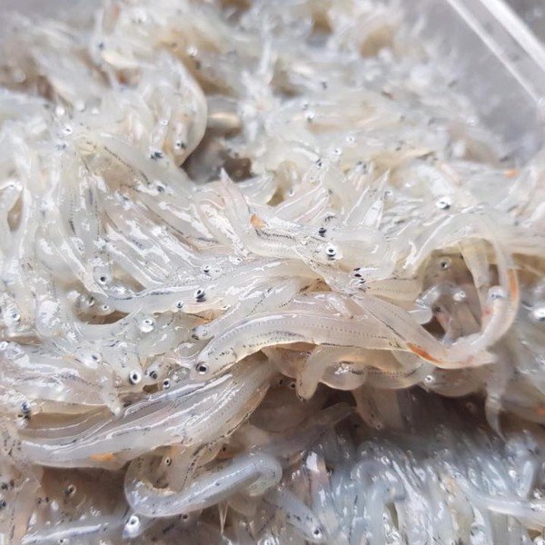 Phạm Huỳnh Gia Bảo