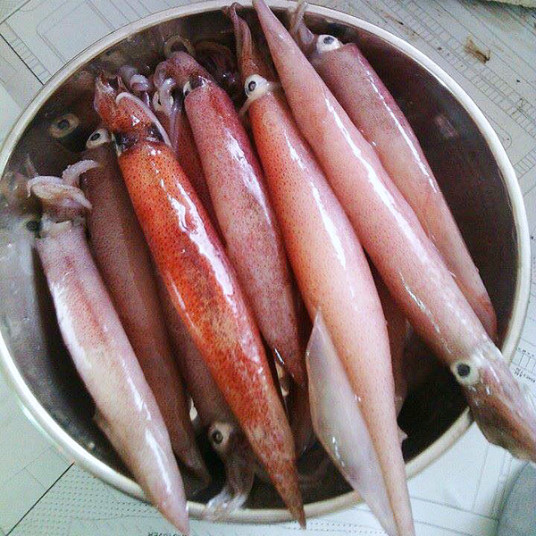 Phạm Huỳnh Gia Bảo