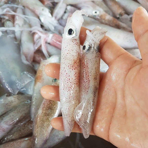 Phạm Huỳnh Gia Bảo