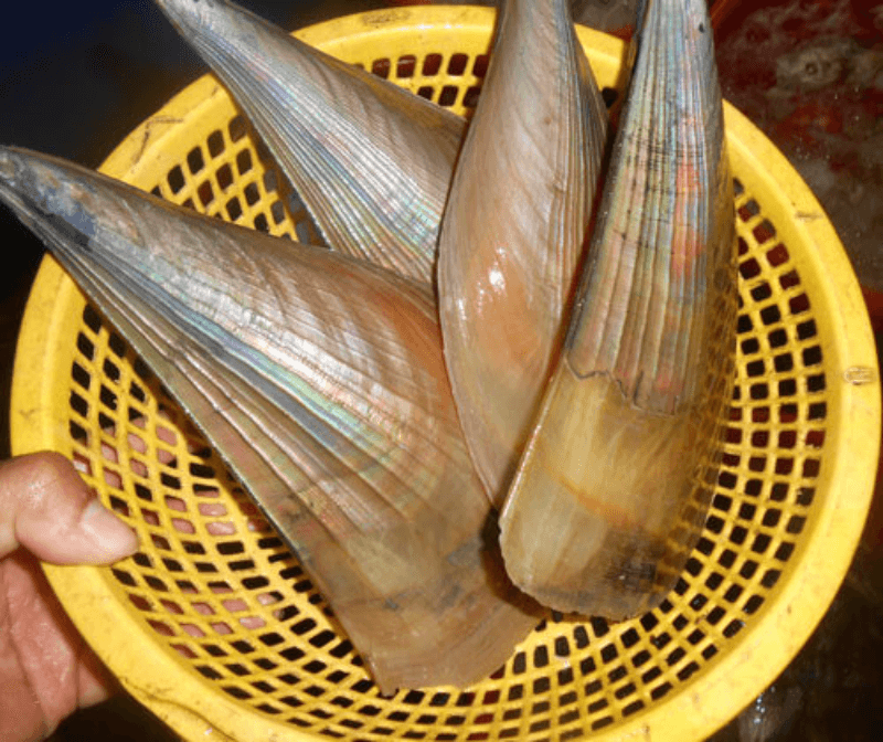 Phạm Huỳnh Gia Bảo