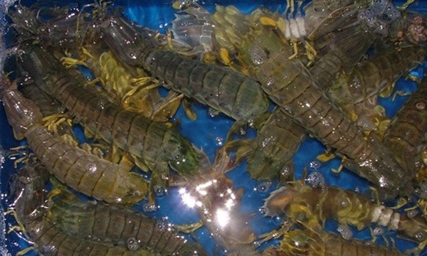 Phạm Huỳnh Gia Bảo