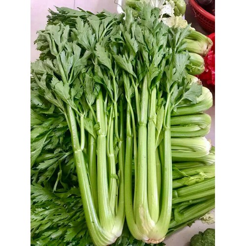Phạm Huỳnh Gia Bảo