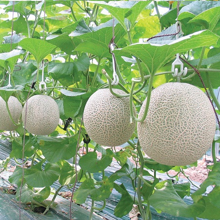 Phạm Huỳnh Gia Bảo